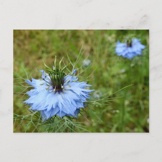 Carte postale Cornflower (Devant)