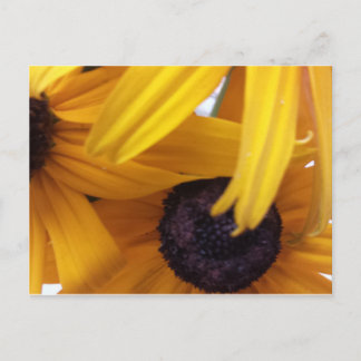 Carte Postale Cornflower 1