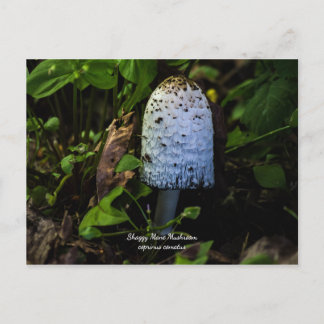 Carte postale Corpinus Comatus