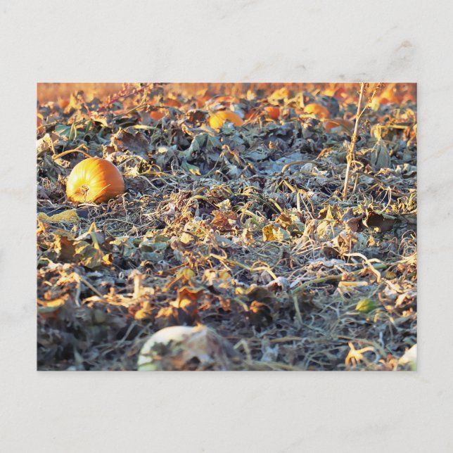 Carte Postale Correctif Citrouille figé (Devant)