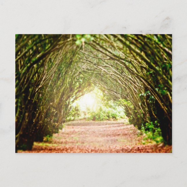 Carte Postale Corridor de l'arbre (Devant)