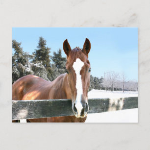 Carte Postale Corse d'hiver