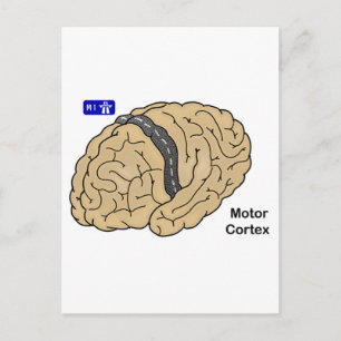 Carte Postale Cortex moteur