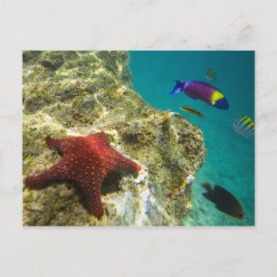 Carte Postale Cortez Rainbow Wrasse mâle et femelle et mer