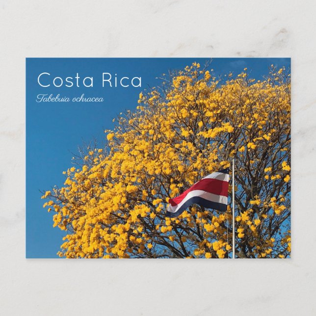 Carte Postale Corteza amarilla Costa Rica (Devant)