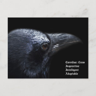 Carte Postale Corvidae Crow