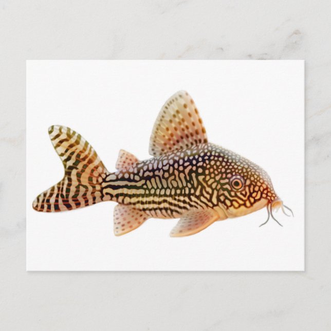 Carte postale Corydoras Sterbai (Devant)