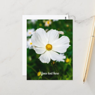 Carte postale Cosmos blanc