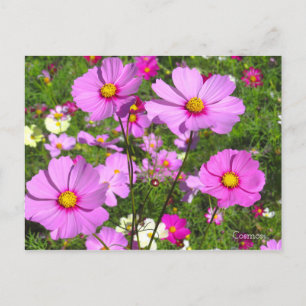 Carte Postale Cosmos [Carte postale]