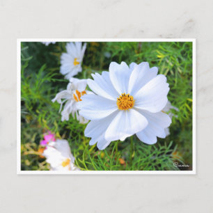 Carte Postale Cosmos [Carte postale]