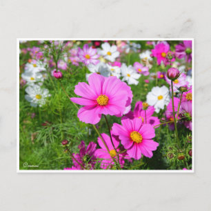 Carte Postale Cosmos [Carte postale]