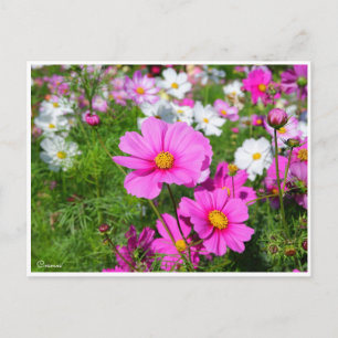 Carte Postale Cosmos [Carte postale]
