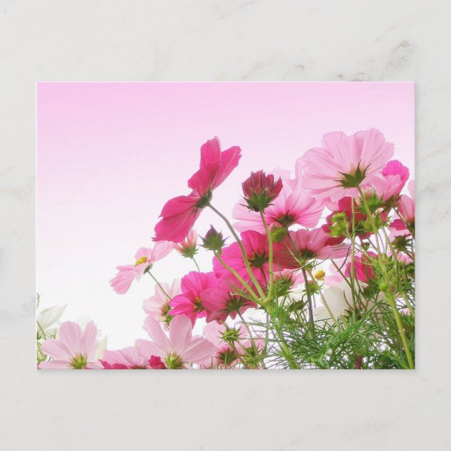 Carte Postale Cosmos en rose (Devant)