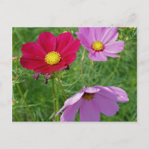 Carte Postale Cosmos Flower Trio Nature