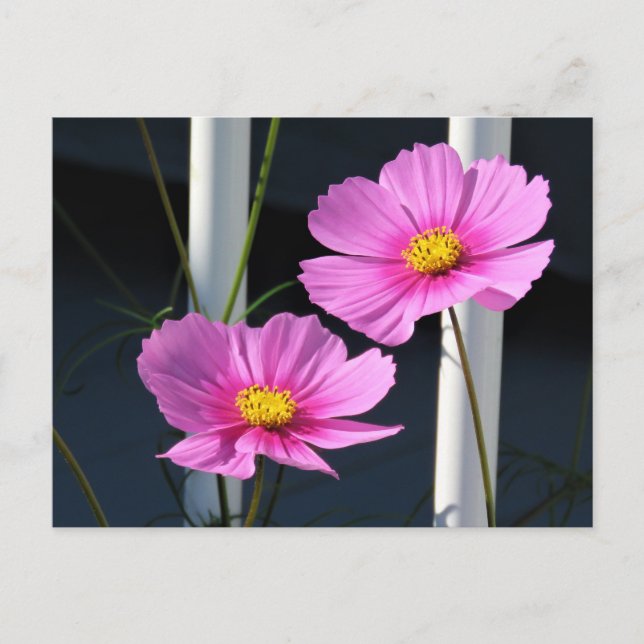 Carte postale Cosmos rose (Devant)