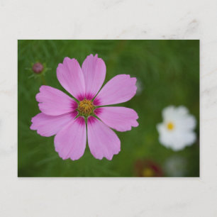 Carte Postale Cosmos rose