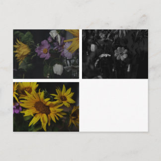 Carte Postale Cosmos Tournesol