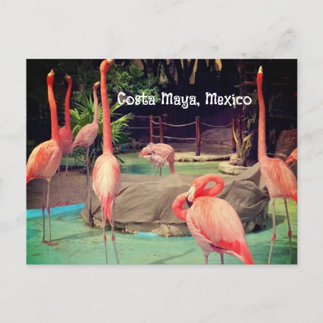 Carte postale Costa Maya Mexico (Devant)