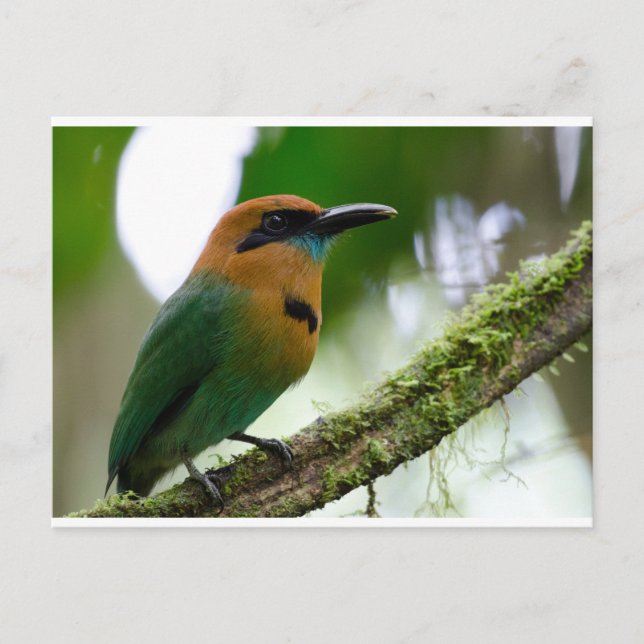 Carte postale Costa Rica (Devant)