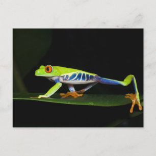 Carte Postale Costa Rica, Grenouille aux yeux rouges (Agalychnis