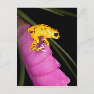 Carte Postale Costa Rica. Gros plan de la grenouille à fléchette