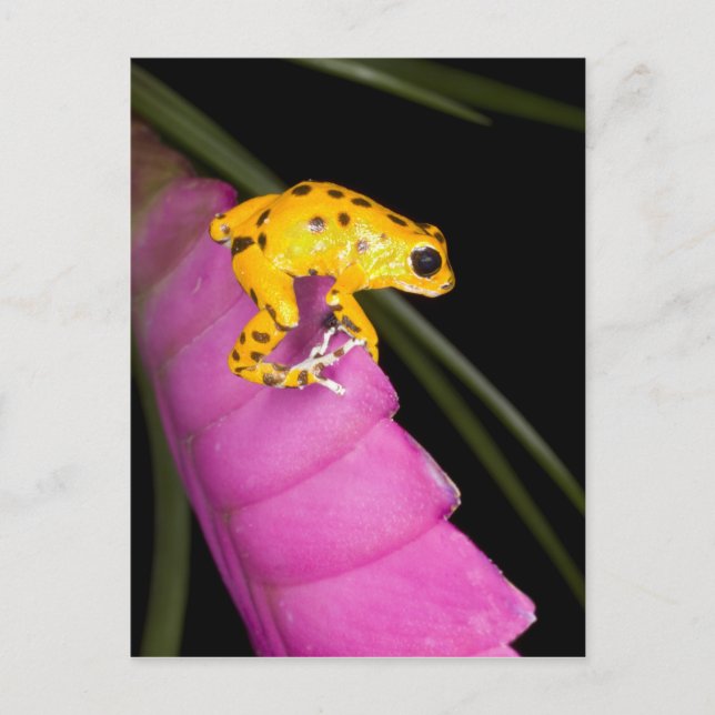 Carte Postale Costa Rica. Gros plan de la grenouille à fléchette (Devant)