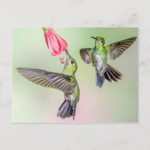 Carte Postale Costa Rica Hummingbird Couple Volant Ensemble
