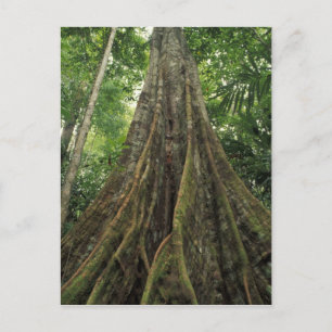 Carte Postale Costa Rica, parc national de Corcovado, Contrefort