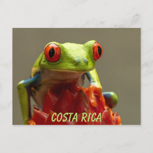 Carte Postale Costa Rica Souvenir de grenouille à feuilles rouge