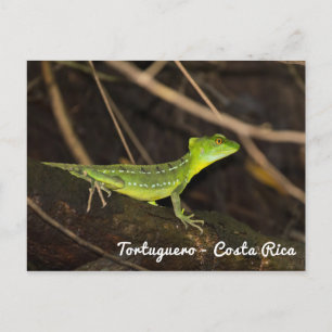 Carte Postale Costa Rica, Tortuguero - Emerald Basilisk Lizard