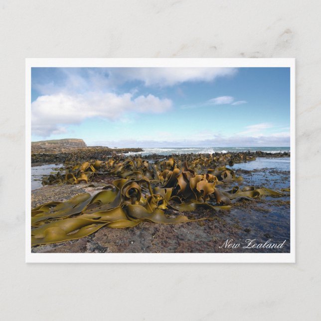 Carte Postale Côte de varech, paysage rocheux, Nouvelle-Zélande (Devant)
