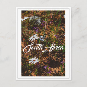 Carte Postale Côte Ouest Afrique du Sud Fleurs sauvages