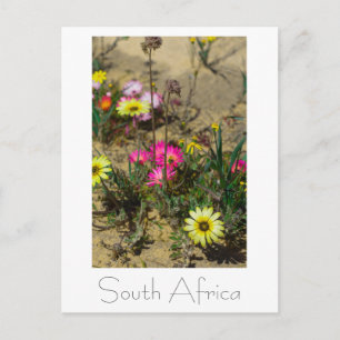 Carte Postale Côte Ouest Afrique du Sud Fleurs sauvages