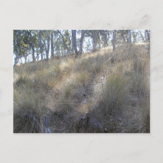 Carte Postale Coteau d'hiver près de Livermore, CA