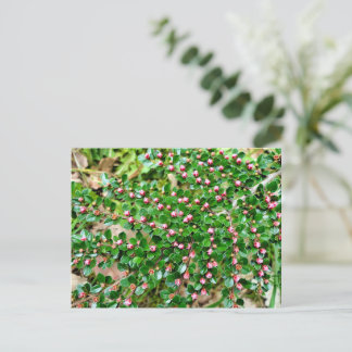 Carte Postale Cotonou horizontalis