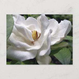 Carte Postale Cotton White
