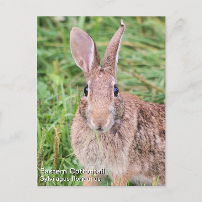 Carte Postale Cottontail Est (Devant)