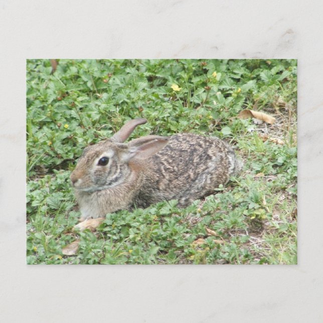 Carte Postale Cottontail rabbit (Devant)