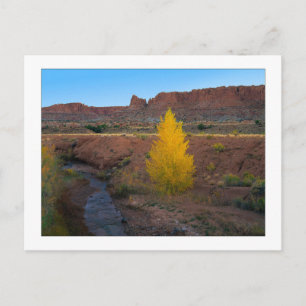 Carte Postale "Cottonwood solitaire"