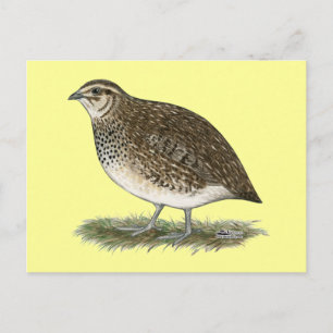 Carte Postale Coturnix Quail