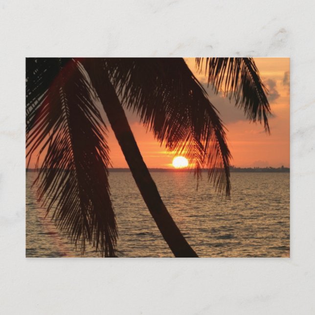 Carte Postale Couché de soleil de Floride (Devant)