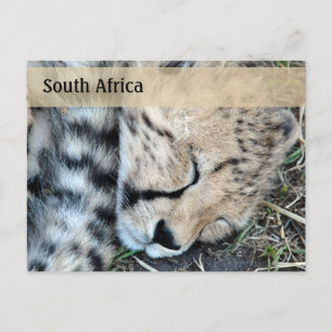 Carte Postale Coucher Cheetah Cub Photo