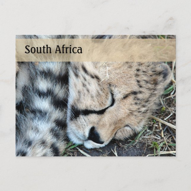 Carte Postale Coucher Cheetah Cub Photo (Devant)