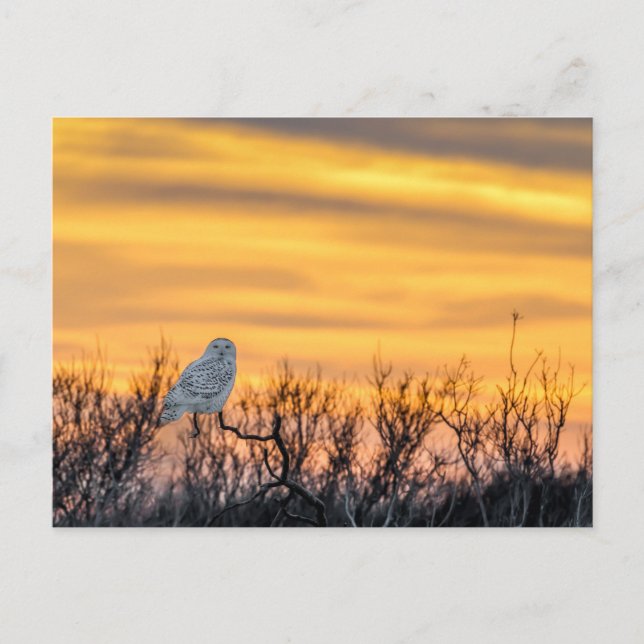 Carte postale Coucher de neige (Devant)