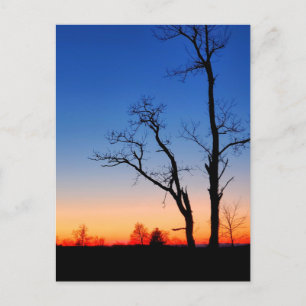 Carte Postale Coucher de soleil à travers les arbres