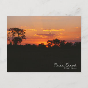 Carte Postale Coucher de soleil Acacia