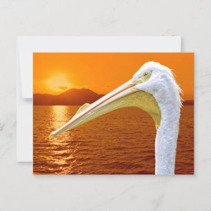 Carte Postale Coucher de soleil américain de Pélican blanc à Cor