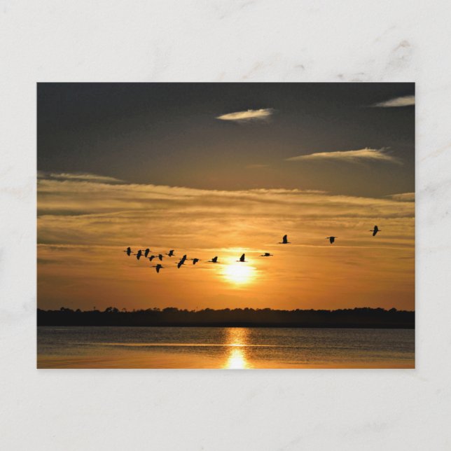 Carte Postale Coucher de soleil avec des hérons qui volent à tra (Devant)