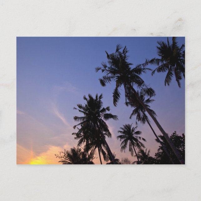 Carte Postale Coucher de soleil dans les palmiers thaïlandais Ko (Devant)