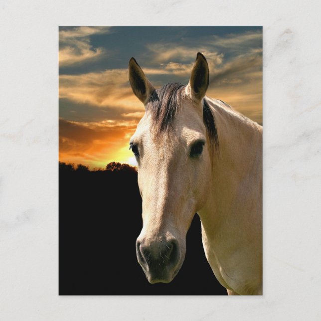 Carte Postale Coucher de soleil de cheval de Buckskin (Devant)